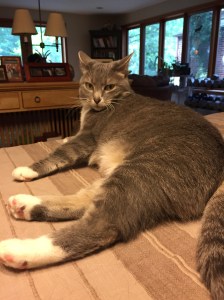 Josie wasn't as happy to see me.